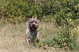 CAIRN TERRIER 051